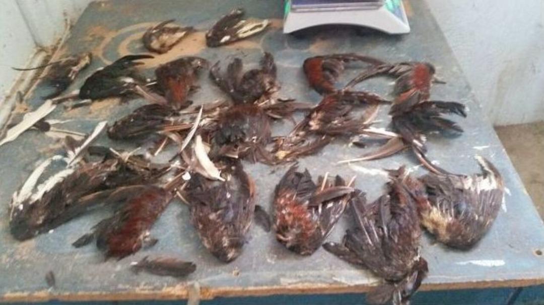 Horoz D&ouml;v&uuml;ş&uuml;ne Polis Baskını