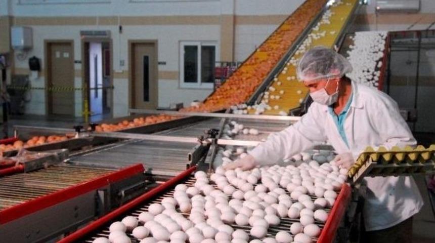 Yumurta İhracatında Hareketlilik Başladı