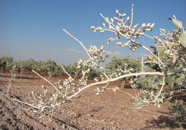 Araban’da Antep Fıstığı Toz Tehdidi Altında