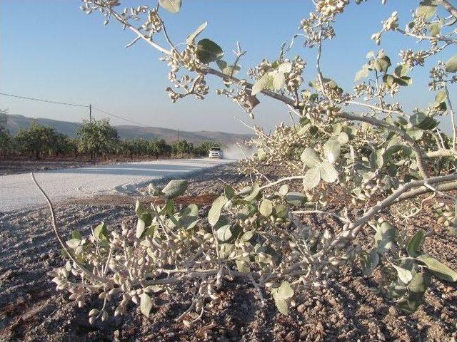 Araban’da Antep Fıstığı Toz Tehdidi Altında