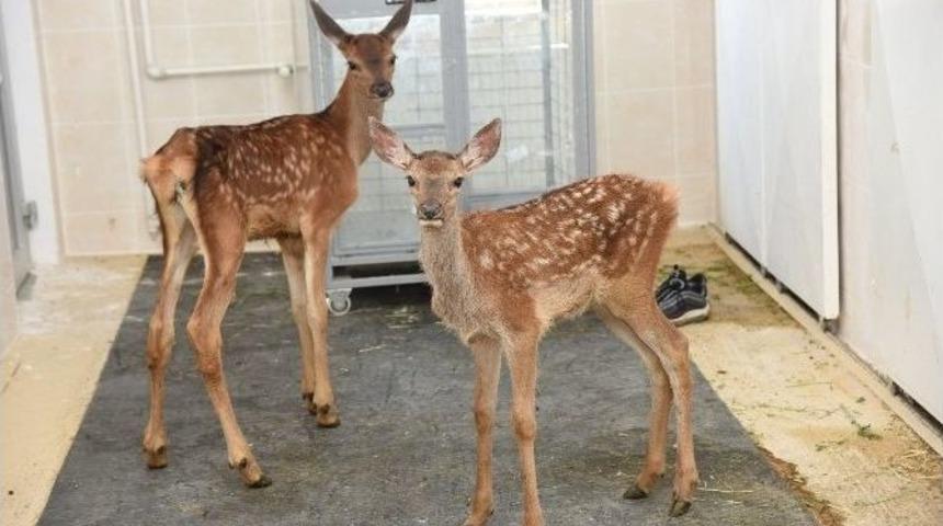 Annelerinin Terk Ettiği Yavru Geyikler, Havan Hastanesinde Hayata Tutundu