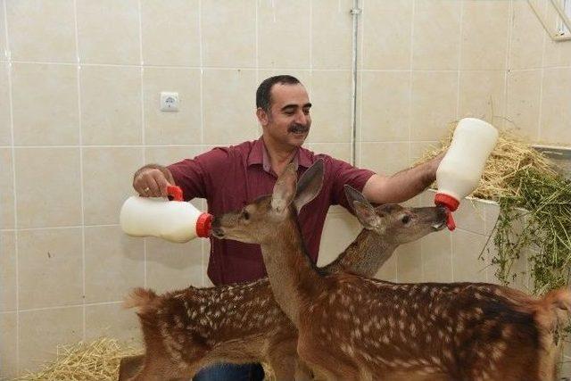 Annelerinin Terk Ettiği Yavru Geyikler, Havan Hastanesinde Hayata Tutundu