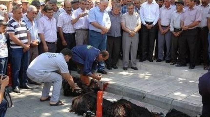 Tut İl&ccedil;esinde Kurbanlar Kesildi