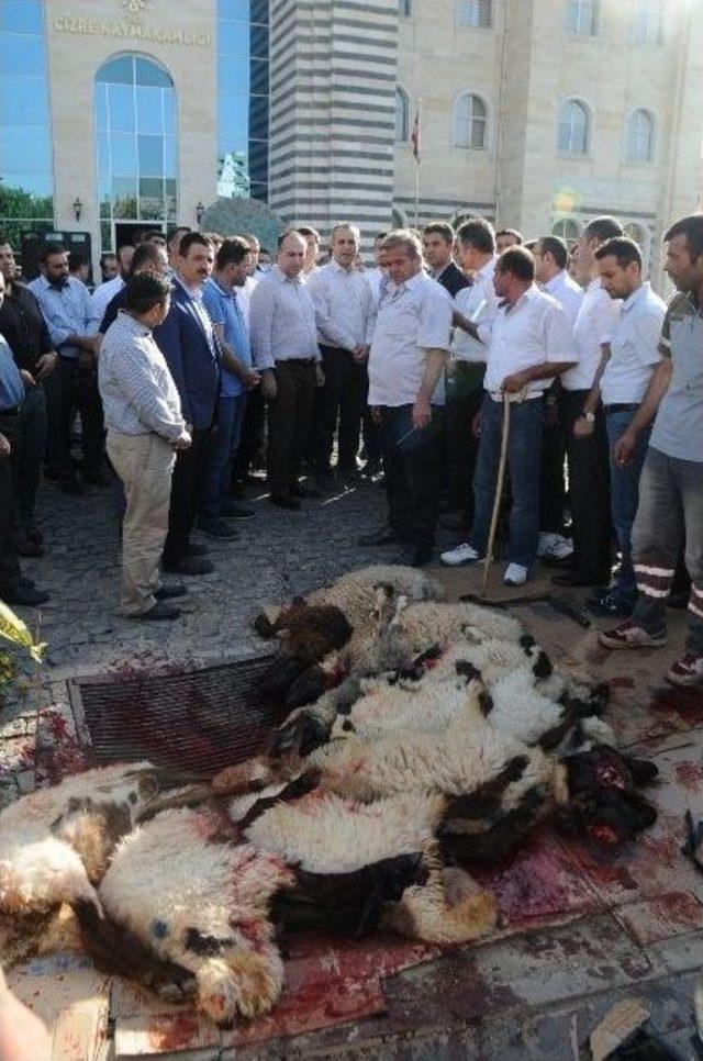 Memur-sen, Darbe Girişimi Püskürtüldüğü İçin Kurban Kesti