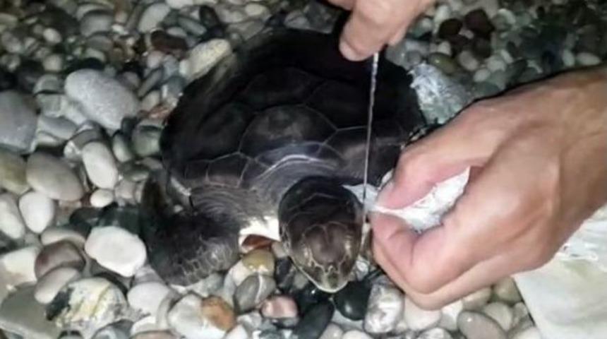 Yavru Carettayı Plastik Torbadan Kurtarma Operasyonu