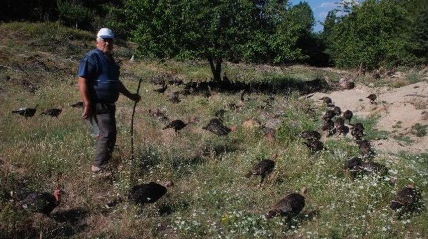 Kazdağları’nda Organik Hindi Yetiştiriyor