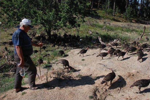 Kazdağları’nda Organik Hindi Yetiştiriyor