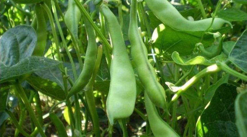 Fasulye &Ccedil;ift&ccedil;inin Y&uuml;z&uuml;n&uuml; G&uuml;ld&uuml;rd&uuml;