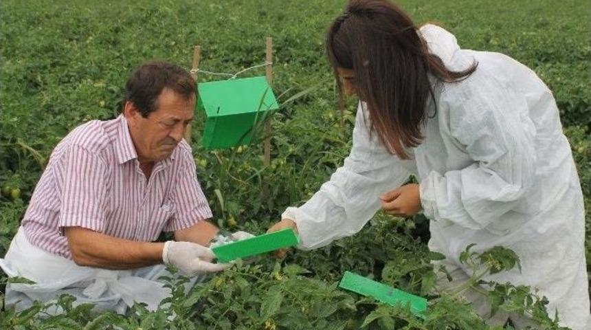 Domateste Hastalık Uyarısı