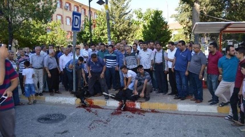 Besni&rsquo;de Ş&uuml;k&uuml;r Kurbanı Kesildi