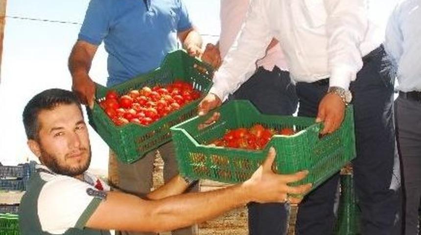 25 Bin Ton Örtü Altı Domates Rusya’ya İhraç İçin Yola Çıktı