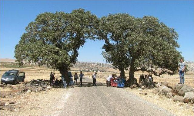 Alevi Vatandaşlar Daragir Ziyaretine Çevre Düzenlemesi İstiyor