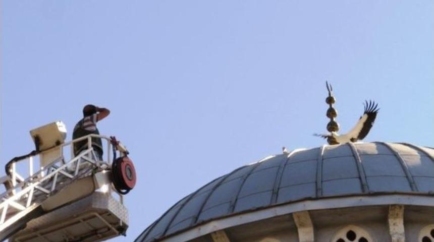 Cami Kubbesinden D&uuml;şen Yavru Leylek Kurtarıldı