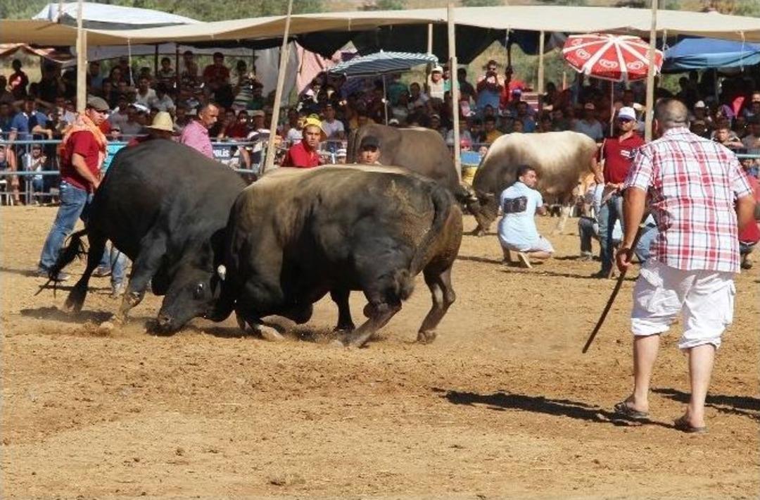 Boğalar Cami İ&ccedil;in G&uuml;reşti