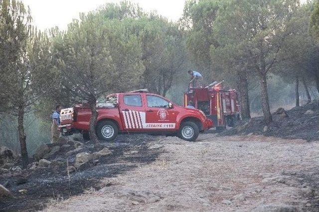 Balıkesir’de 2 Hektarlık Çam Ormanı Kül Oldu