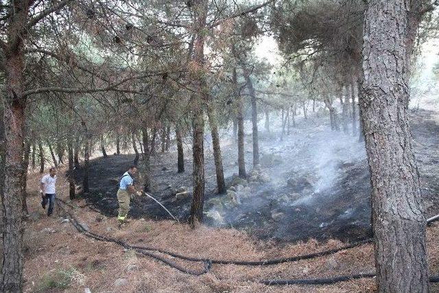 Balıkesir’de 2 Hektarlık Çam Ormanı Kül Oldu