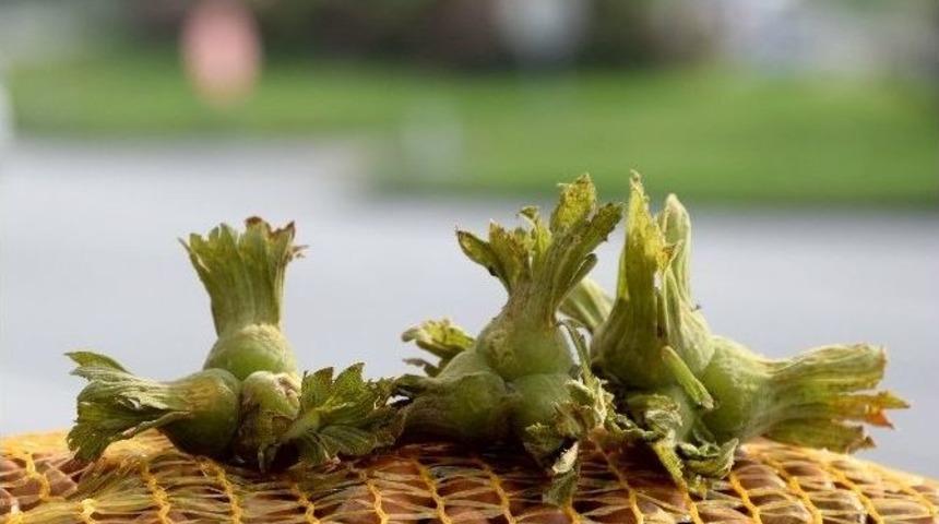 Giresun&rsquo;da Fındık Toplama Tarihleri Belirlendi