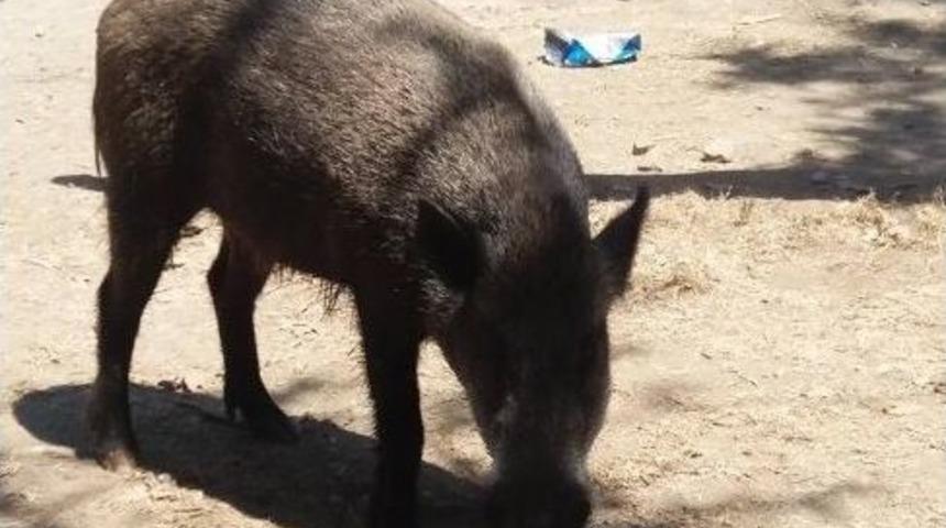Domuzlar Sahilde Sürüye Dolaşmaya Başladı