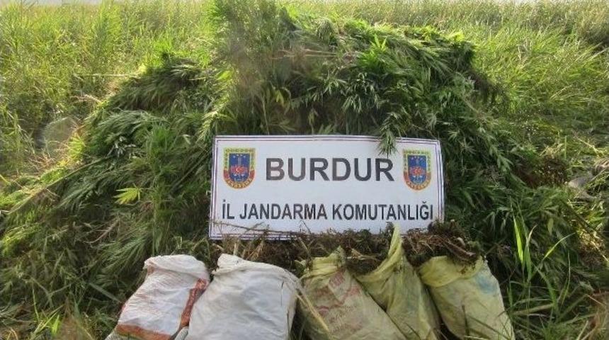 Burdur&rsquo;da 11 Kilo Esrar Ve 6 Bin 750 K&ouml;k Kenevir Ele Ge&ccedil;irildi