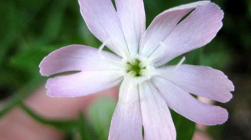 En nadide 10 &ccedil;i&ccedil;ek