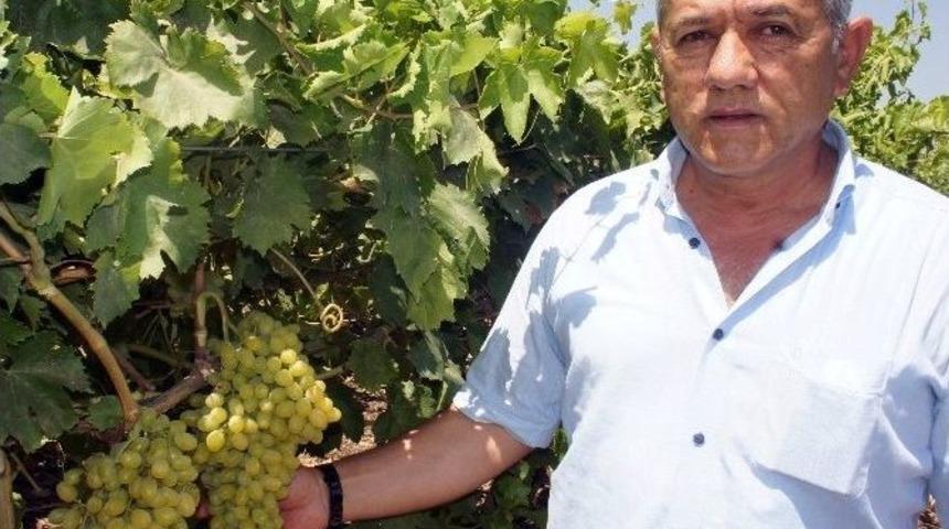 &Uuml;z&uuml;m &Uuml;reticisinin G&ouml;z&uuml; Rusya&rsquo;da