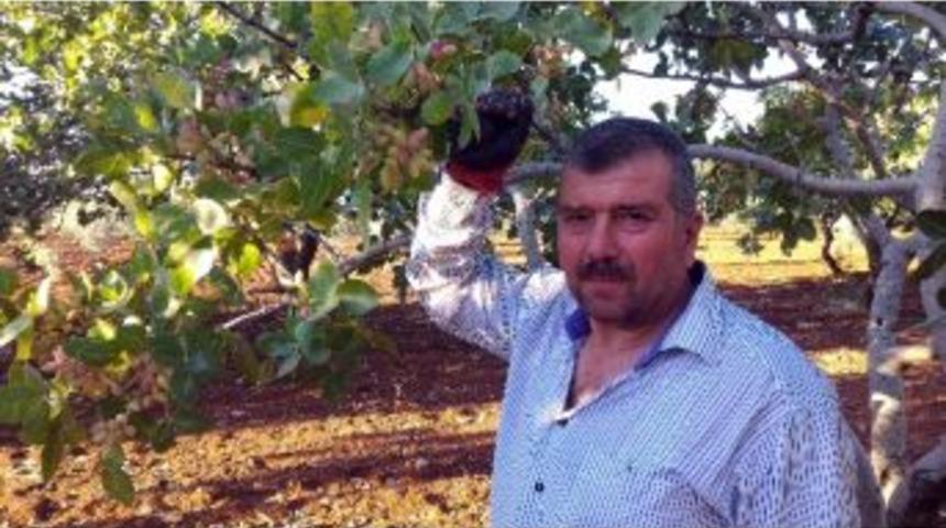 Kilis&rsquo;te Antep Fıstığı Hasadı Başladı