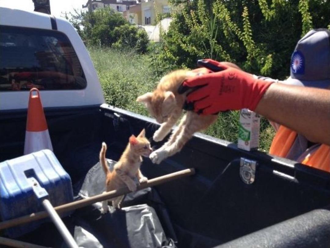 Demre&rsquo;de Kediler &Ccedil;uvala Konularak Kanala Atıldı