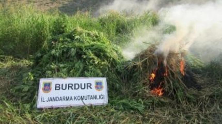 Bucak&rsquo;ta 6 Bin K&ouml;k Kenevir Ele Ge&ccedil;irildi