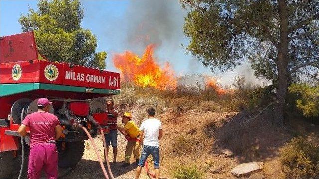 Milas’ta Makilik Alan Alev Alev Yanıyor