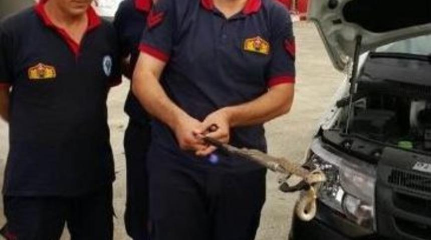 Aracın Motorundan Yılan &Ccedil;ıktı