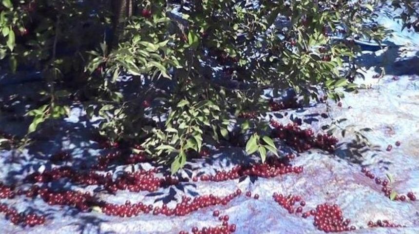 Afyonkarahisar’da Görülmemiş Vişne Toplama Tekniği