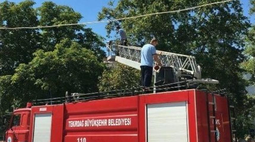 Ağa&ccedil;ta Mahsur Kalan Kargayı İtfaiye Kurtardı