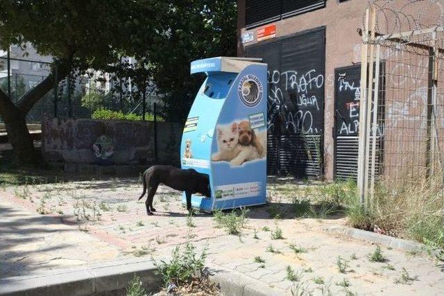 Kartal Belediyesi Sokak Hayvanlarını Unutmadı