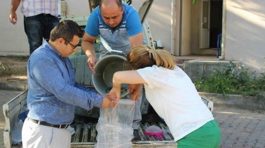 G&ouml;letlere 72 Bin Yavru Sazan Balığı Bırakıldı