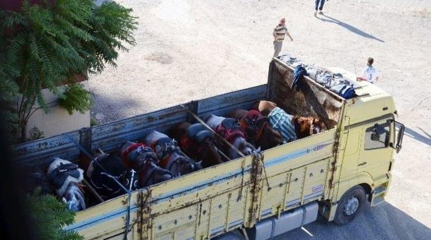 Bir Kamyon Dolusu At Polisi Alarma Ge&ccedil;irdi