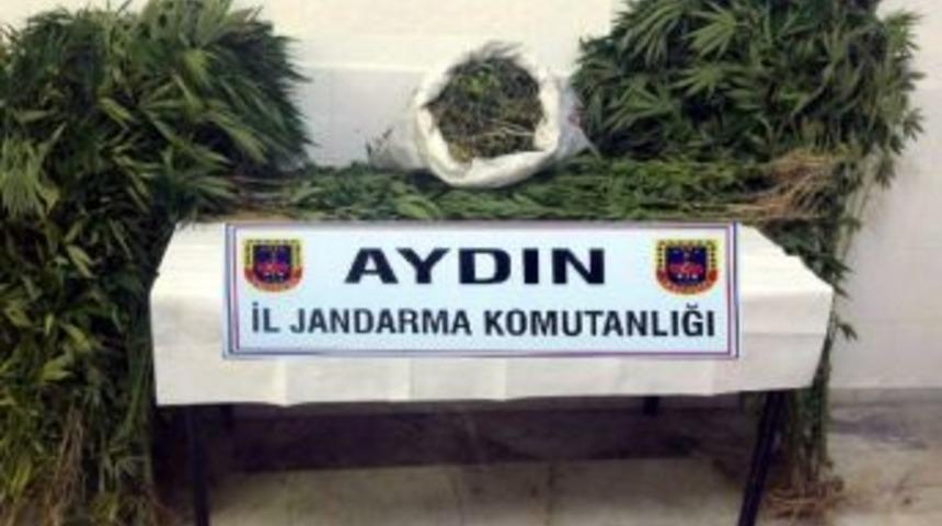 Aydın&rsquo;da 12 Kilo Esrar Ve 483 K&ouml;k Kenevir Ele Ge&ccedil;irildi
