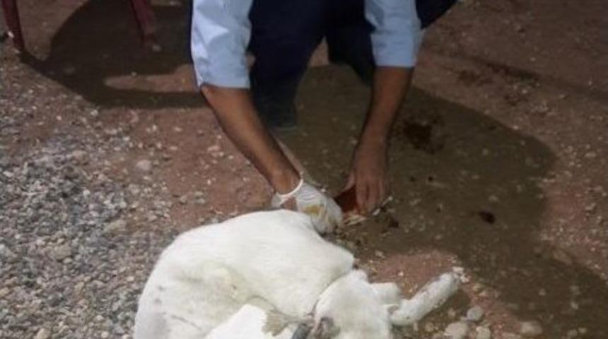 Yaralı K&ouml;pek Tedavi Altına Alındı