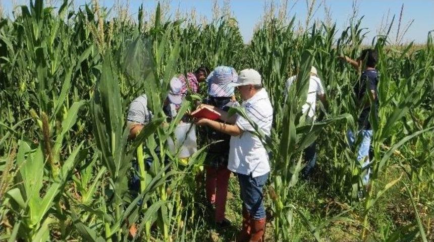 Mısır Yaprak Kurdu Tespit &Ccedil;alışmaları