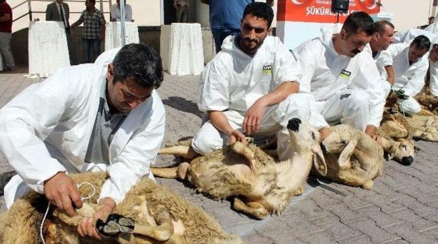 Kayseri’de 99 Şükür Kurbanı Kesildi