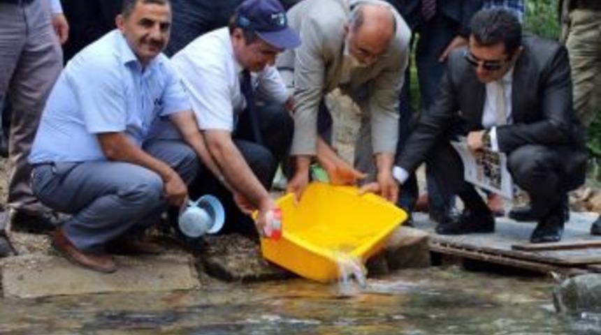 G&uuml;m&uuml;şhane&rsquo;de Derelere 20 Bin Alabalık Daha Bırakıldı