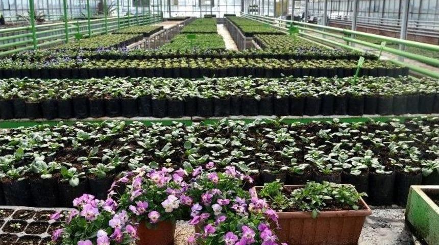 Tepebaşı Belediyesi, 6 Serada Binlerce &Ccedil;i&ccedil;ek Yetiştiriyor