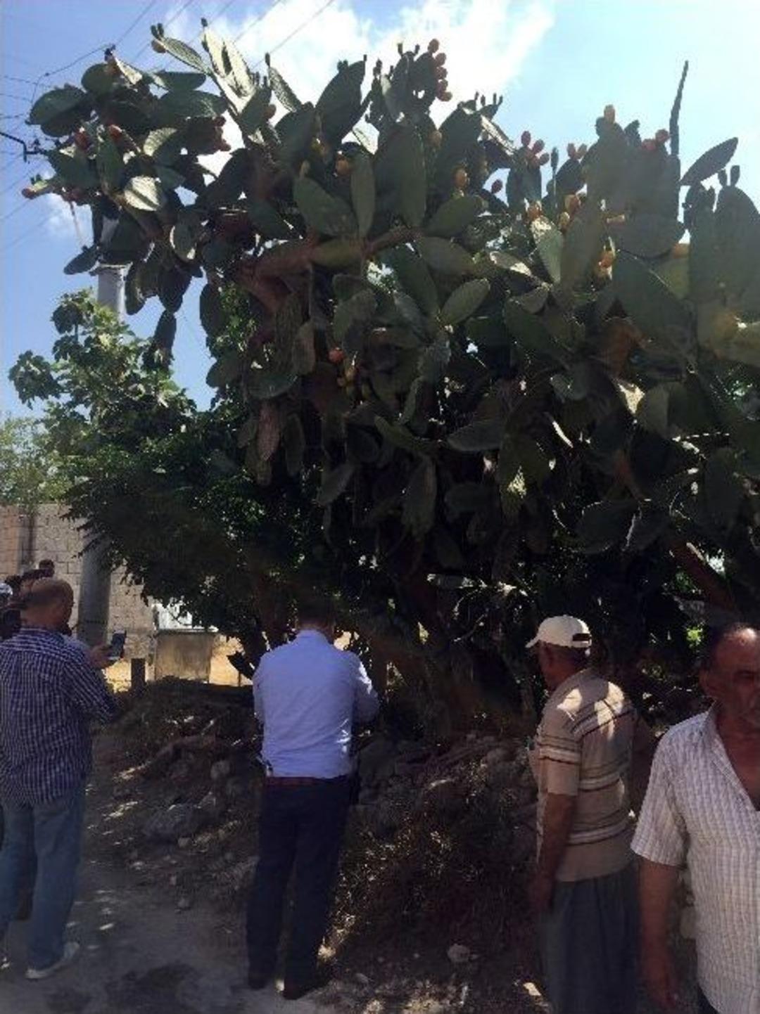 Anne İncir Toplarken &Ouml;ld&uuml;, Kızı Sinir Krizi Ge&ccedil;irdi