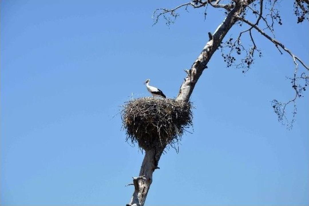 Leyleklerin Yok Olması &Ccedil;evrecileri Harekete Ge&ccedil;irdi