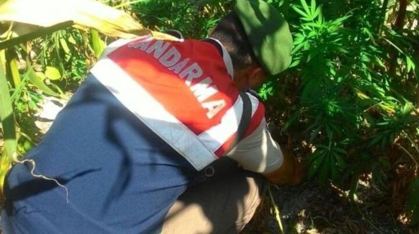 Ala&ccedil;am&rsquo;da Esrar Operasyonu