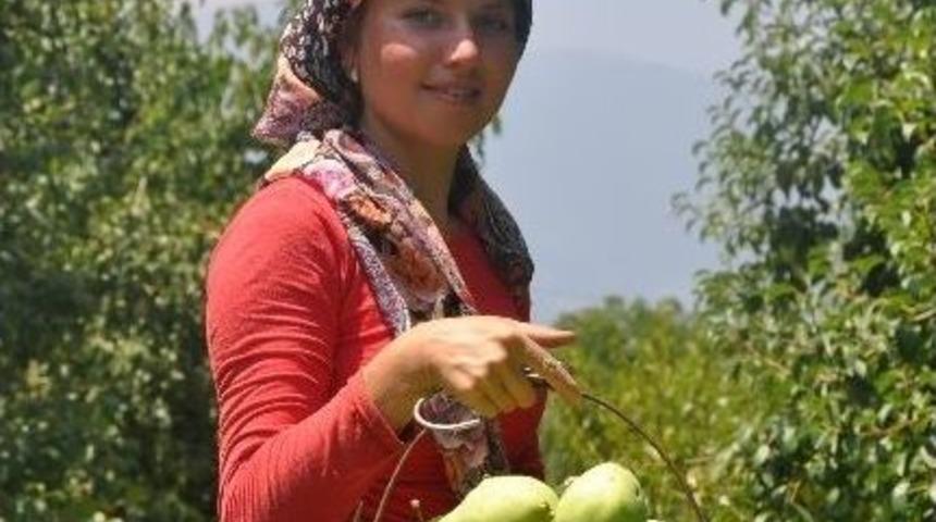 Armutta Rekolte, Düştü Fiyat Arttı