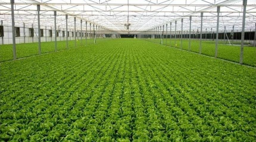 Manisa B&uuml;y&uuml;kşehir Belediyesinden 1,8 Milyon Tl&rsquo;lik Seracılık Atağı