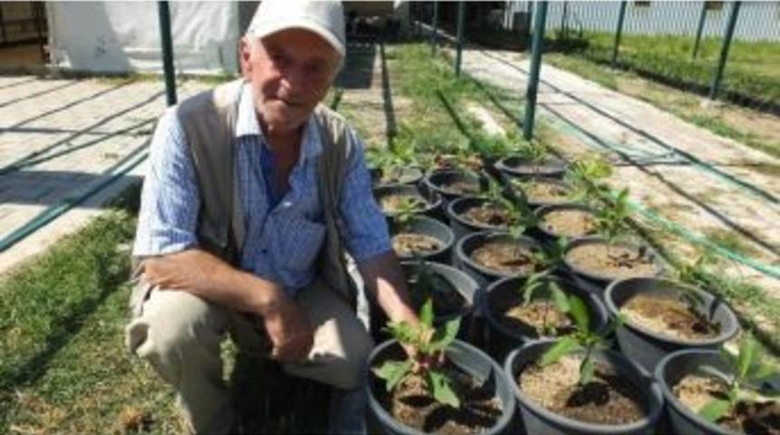 Burhaniye&rsquo;de Japon Cevizi Yetiştirilecek