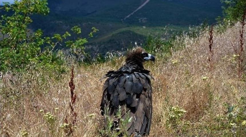 Tedavisi Tamamlanan Kara Akbabalar &Ouml;zg&uuml;rl&uuml;ğe Kanat &Ccedil;ırptı