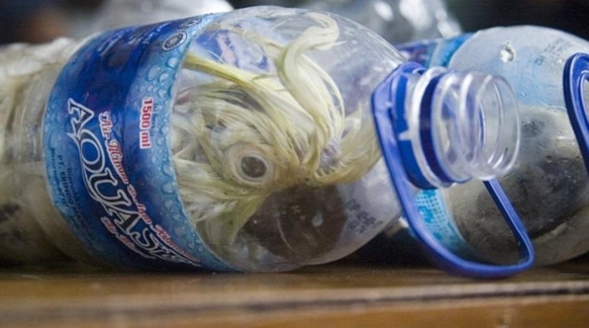 Boş su şişesinde hayvan ka&ccedil;ak&ccedil;ılığı