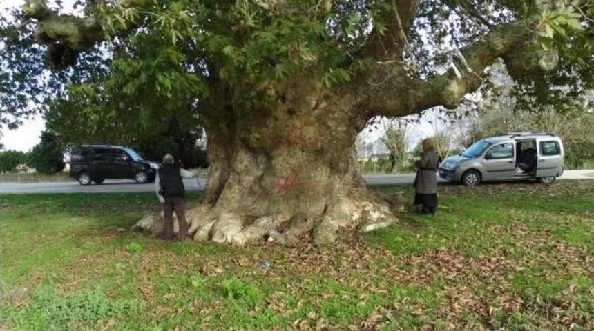 Samsun&rsquo;un En Yaşlı Ağacı